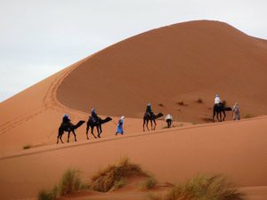 desertcamel4x4